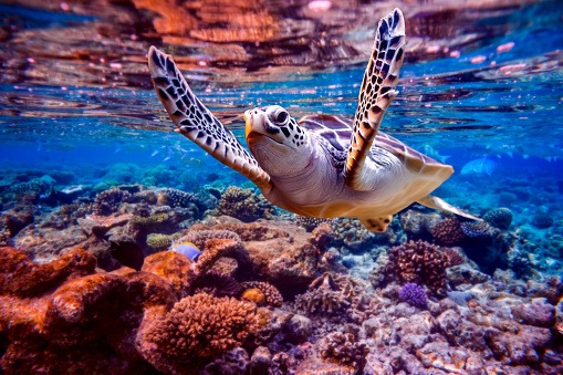 Snorkeling Trip to Turtle Point, Himmafushi | Maldives