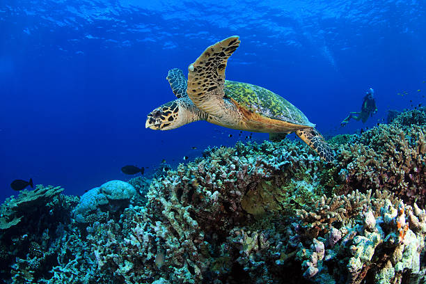 Turtle Snorkeling in Maldives