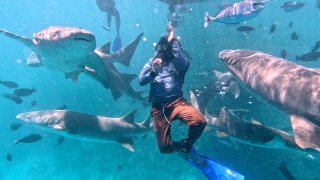 shark snorkeling