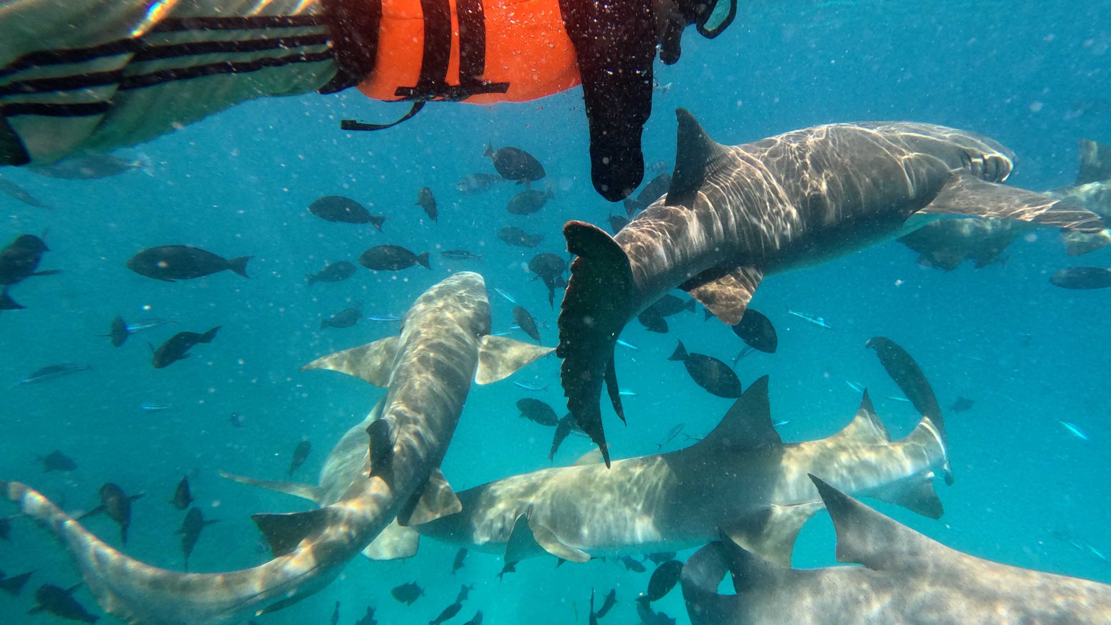 shark snorkeling in maldives