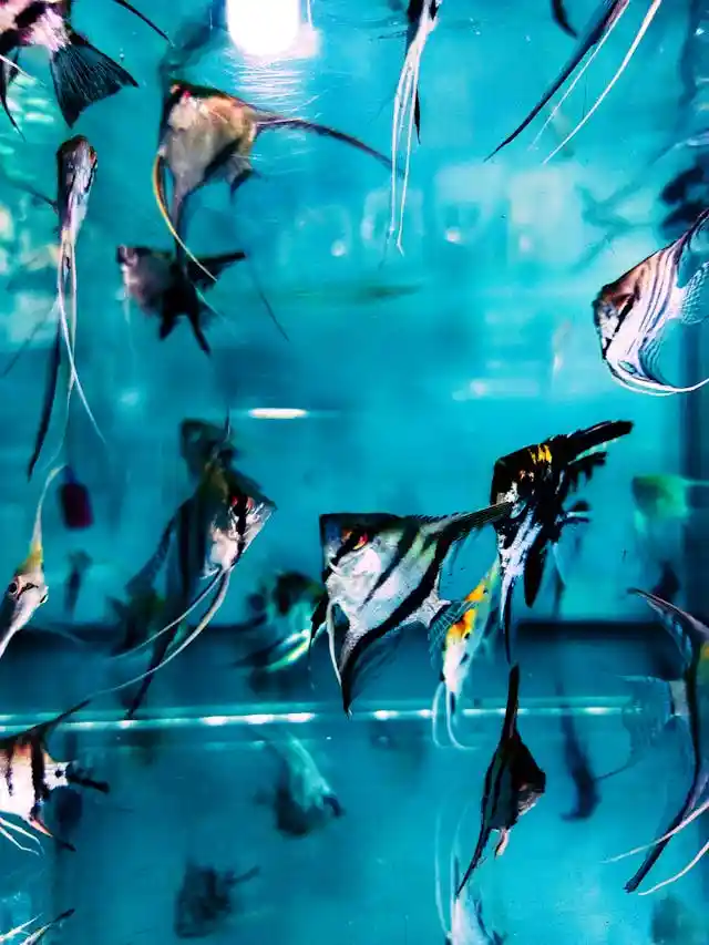 Emperor Angelfish in the Maldives