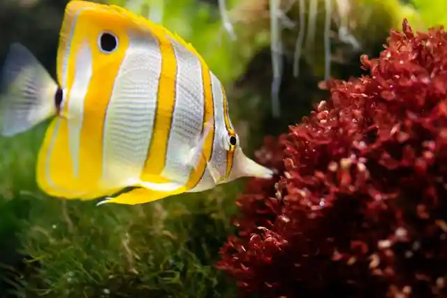 Butterflyfish in the Maldives