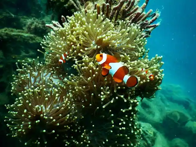 Clownfish in the Maldives