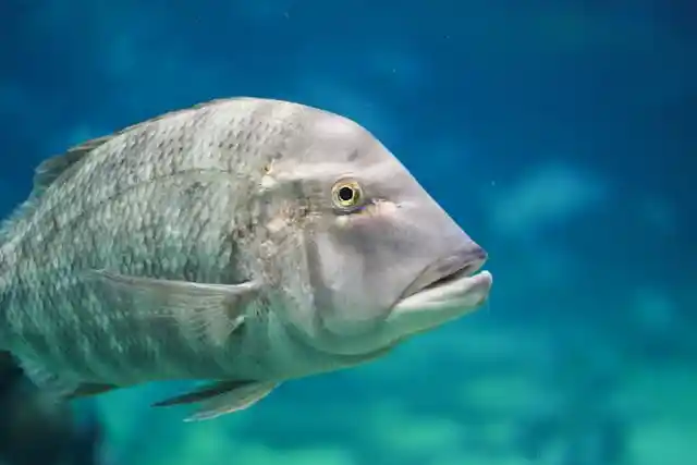 Spangled Emperor in the Maldives