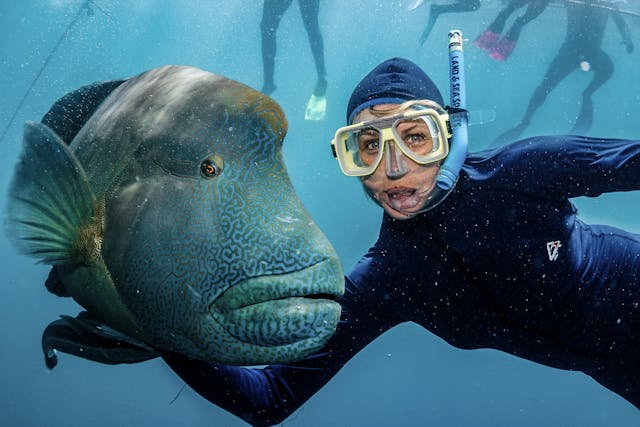 Napoleon Wrasse in the Maldives
