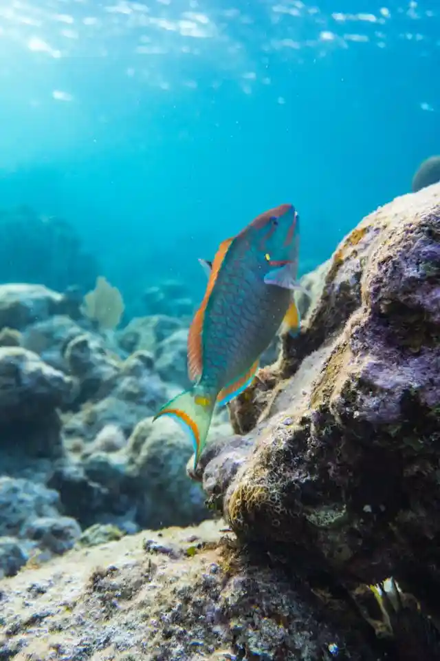 Parrotfish in the Maldives