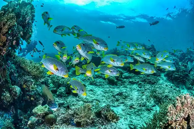 Oriental Sweetlips in the Maldives