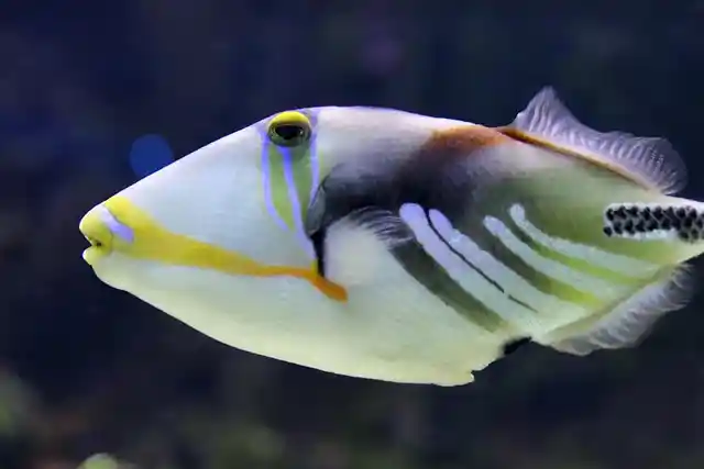 Titan Triggerfish in the Maldives