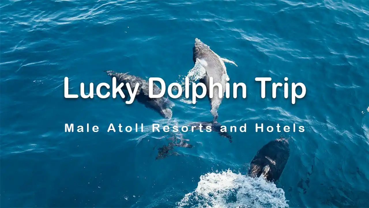 Dolphin watching in Maldives in October