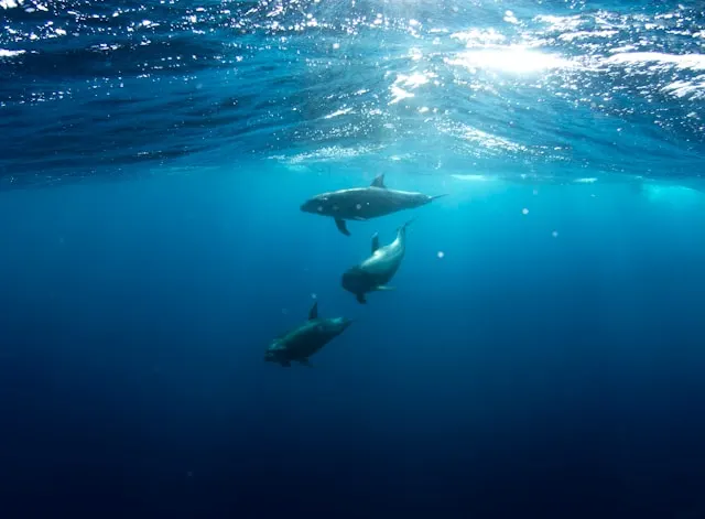 male atoll excursion
