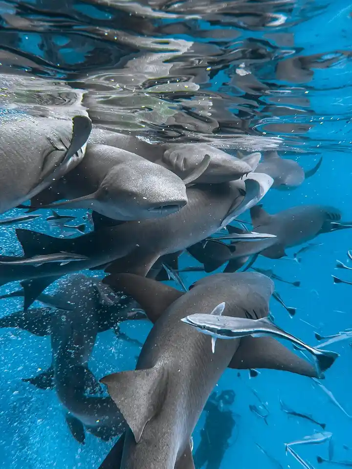 Reef sharks in Maldives