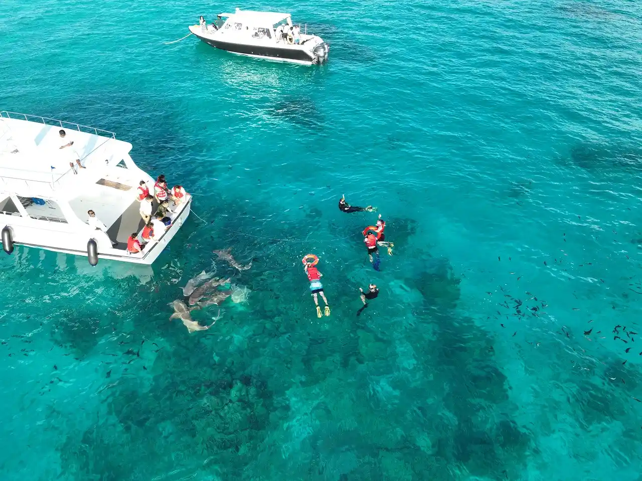 Nurse Shark Snorkeling