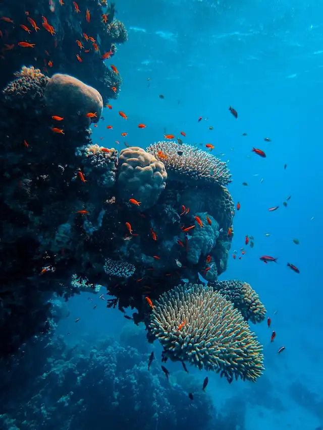 Marine life encounters in Maldives in February