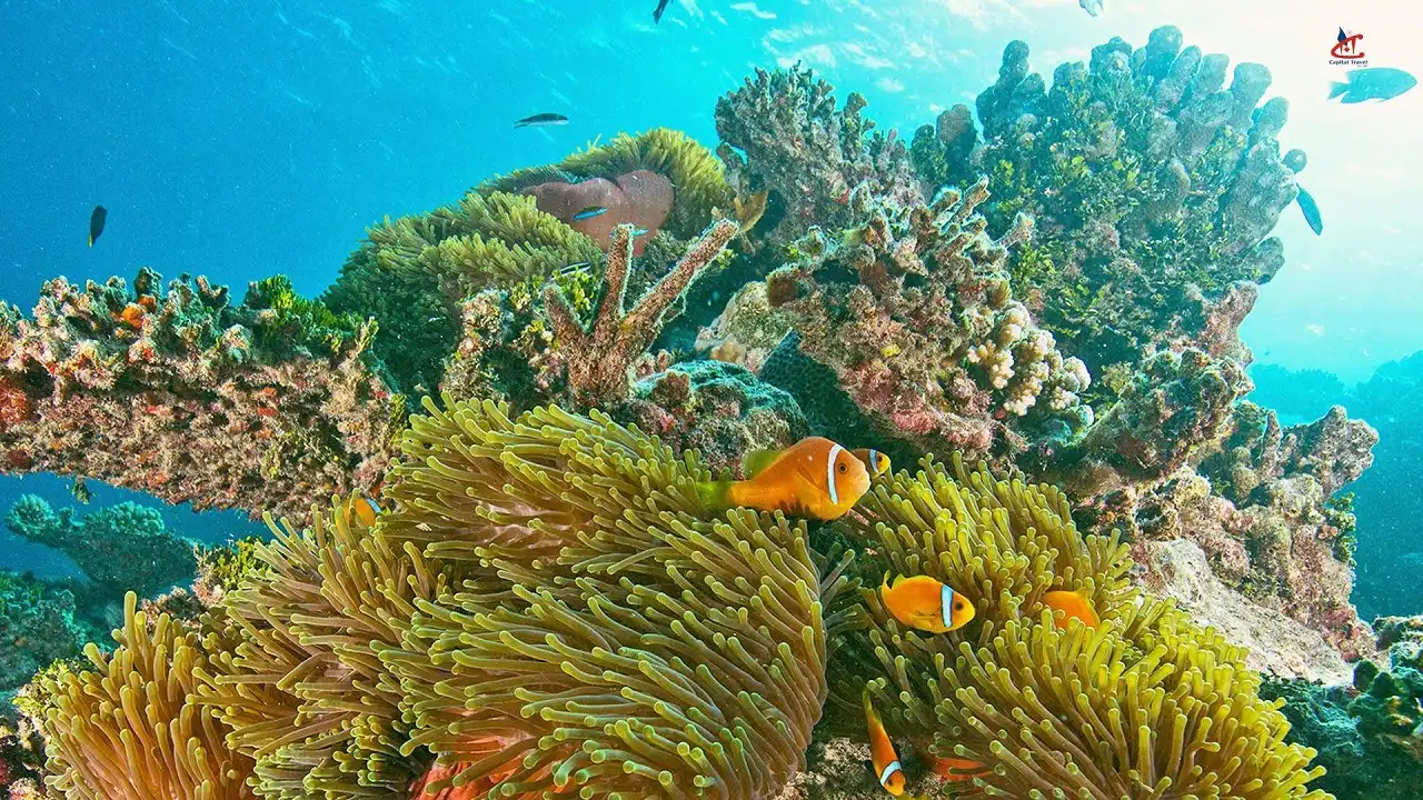 Marine life encounters in Maldives in March