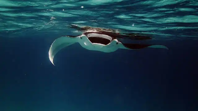 Manta rays in Maldives