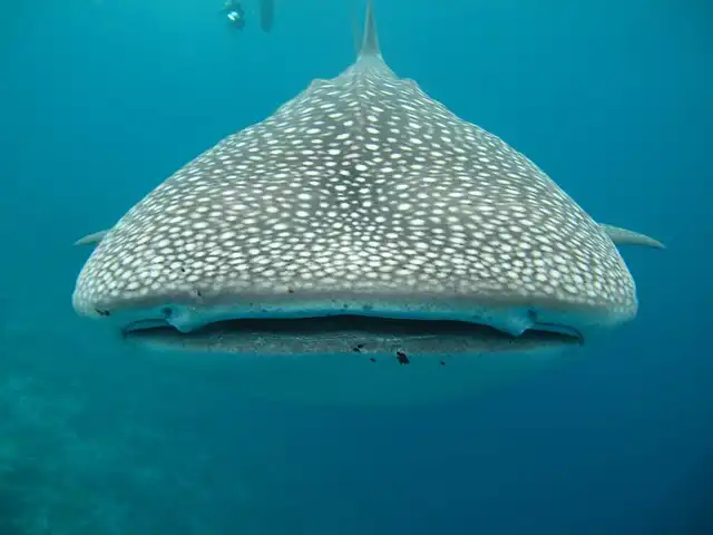 Manta ray in Maldives