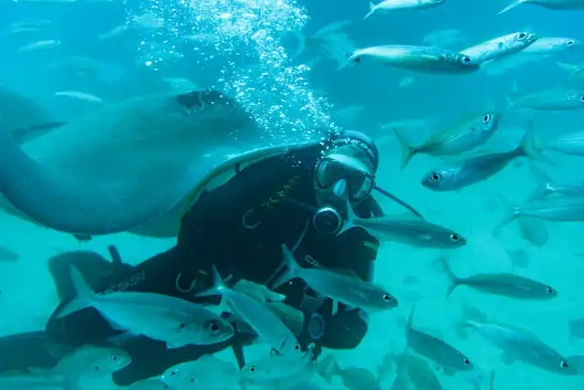 Diving with manta rays in Maldives in July