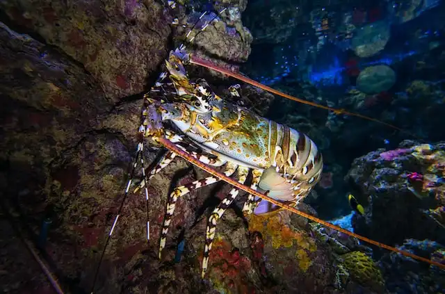 Experience Bioluminescent Night Diving