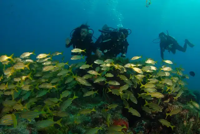Maaya Thila dive site in Maldives