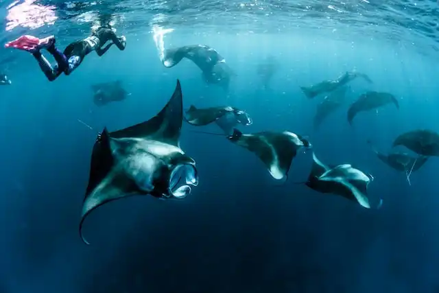 Baa Atoll Maldives