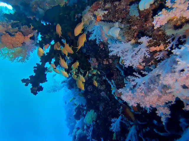 Embudhoo Express dive site in Maldives