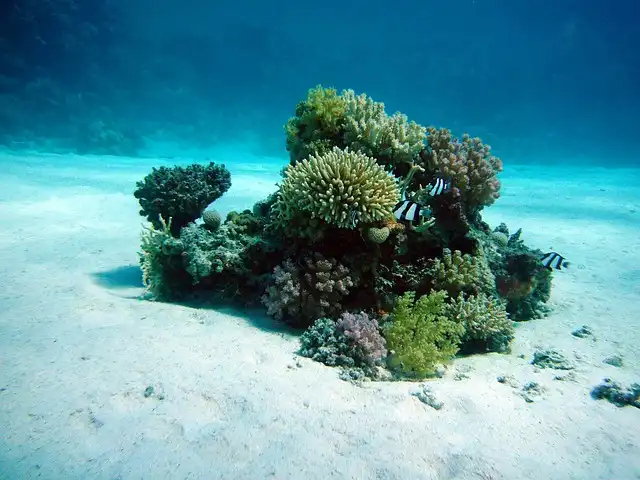 best places for diving in maldives