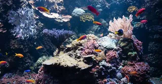 fun dive in maldives