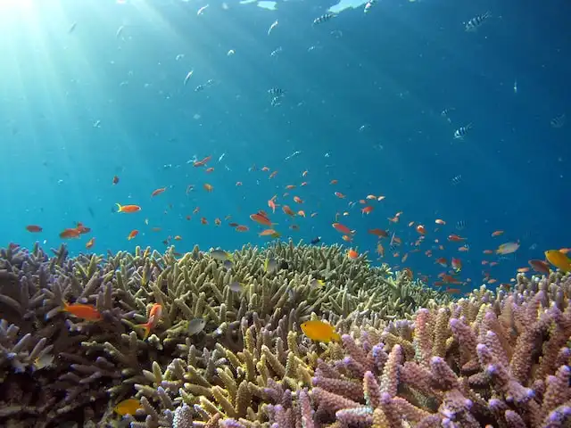 Coral reef in Maldives