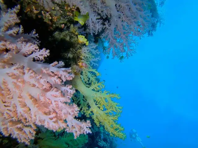 One Rock maldives