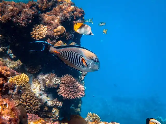 scuba diving in Maldives