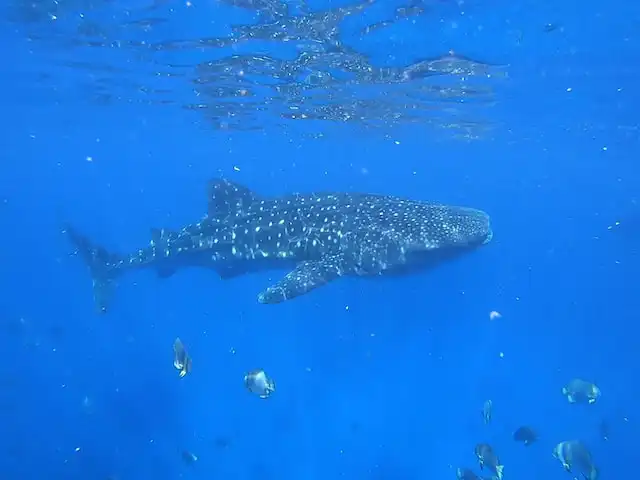 whale shark maldives