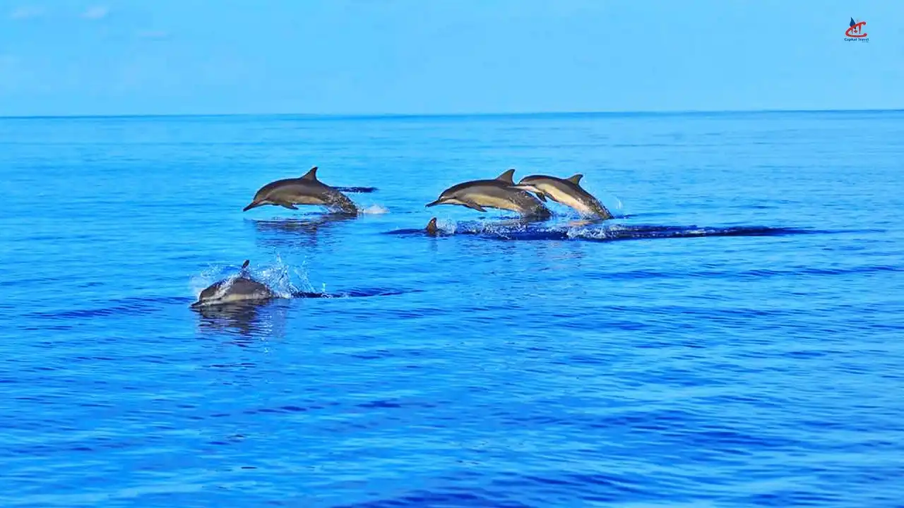 Dolphin Cruise