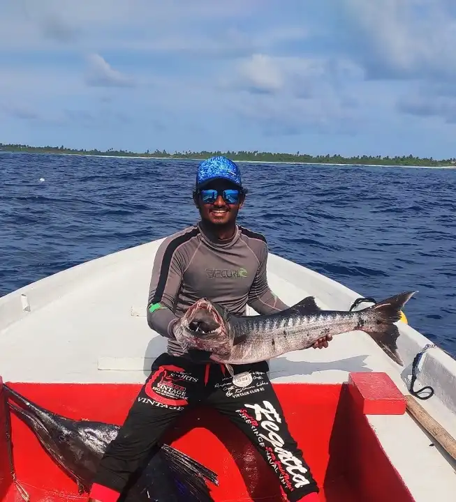 Bigeye barracuda in maldives