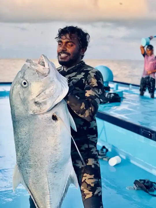 Giant Trevally in the Maldives