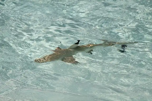 Sharks in Maldives waters