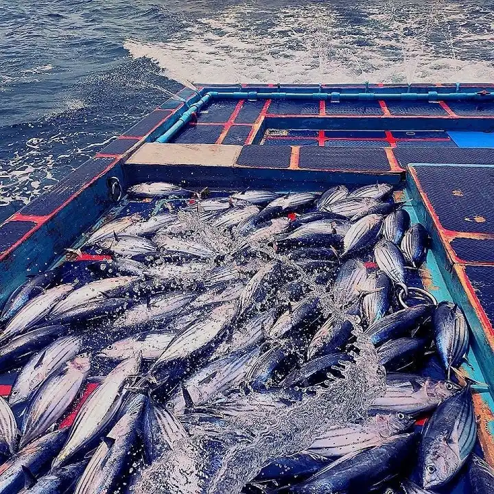 Skipjack Tuna in the Maldives