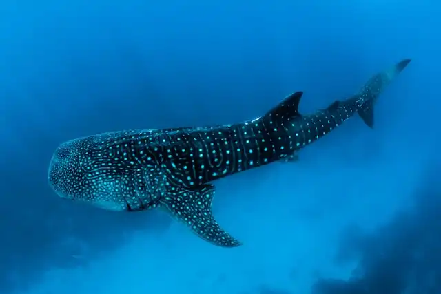 Whale shark in Maldives