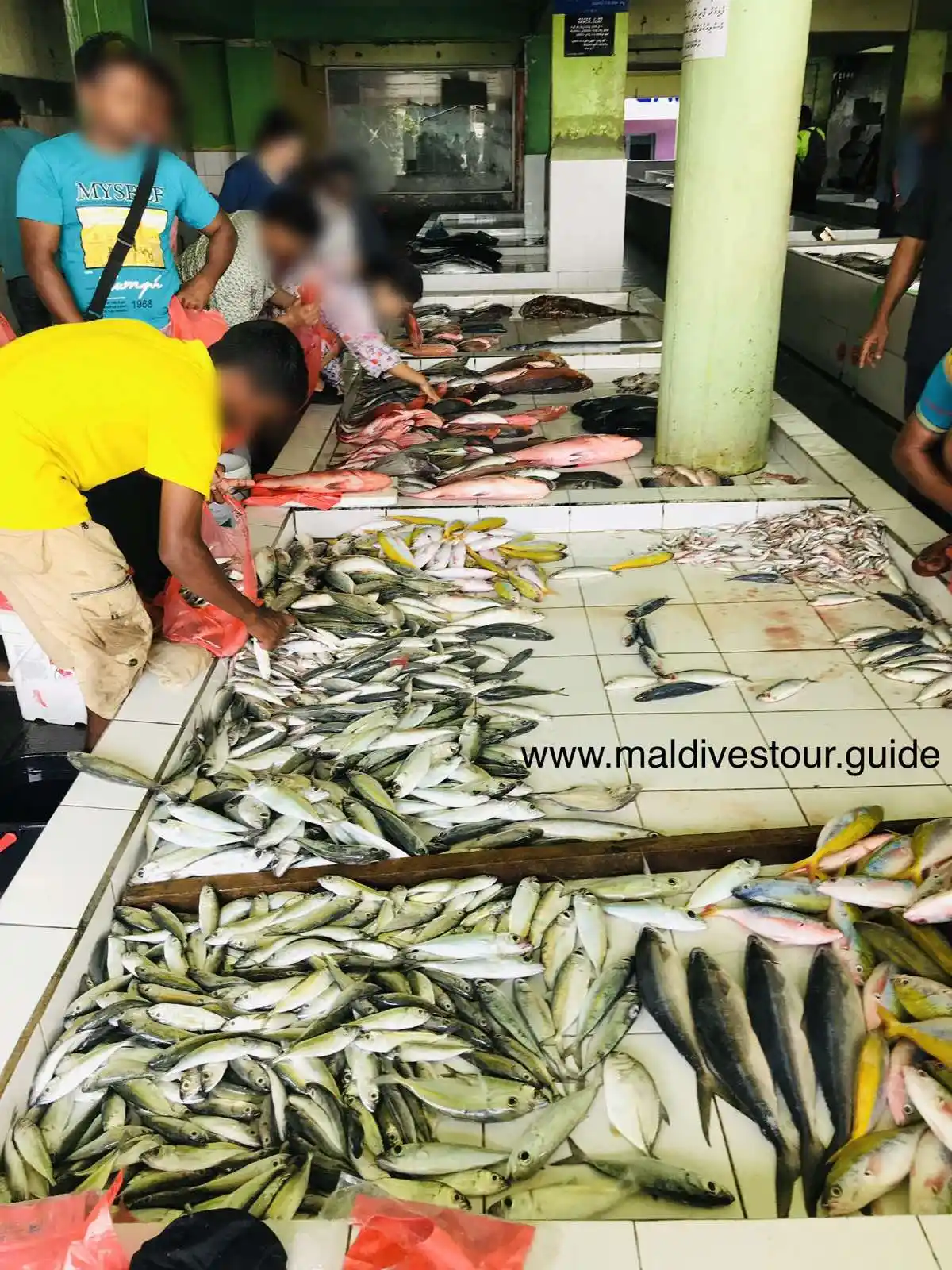 Explore the Male Fish Market and Local Markets