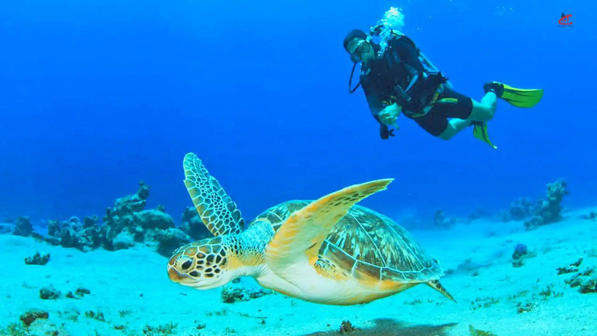 Visit a Turtle Sanctuary