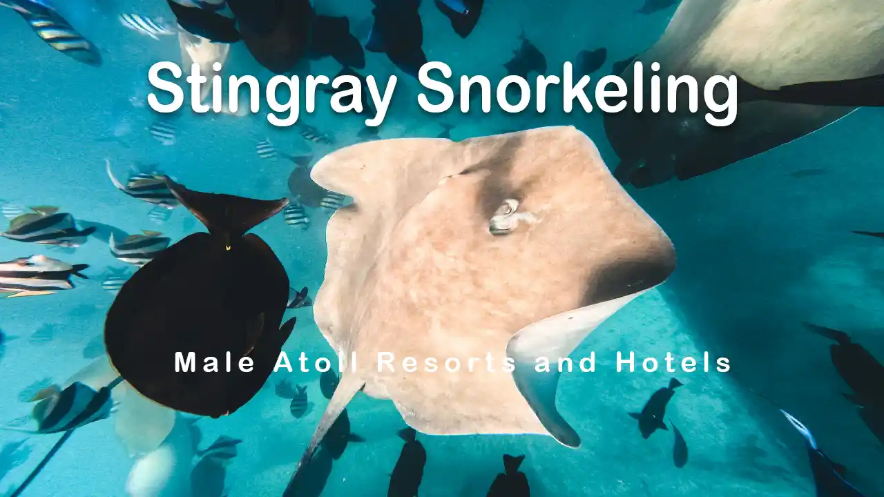 Stingray in the Maldives
