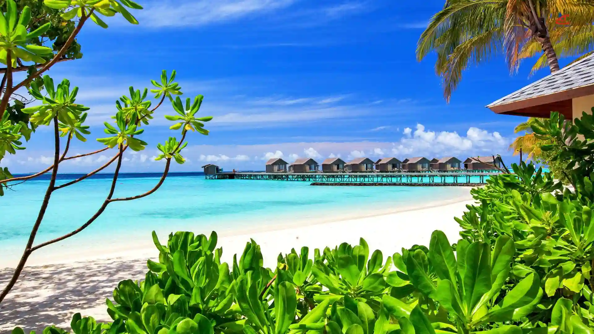 centara rasfushi island maldives