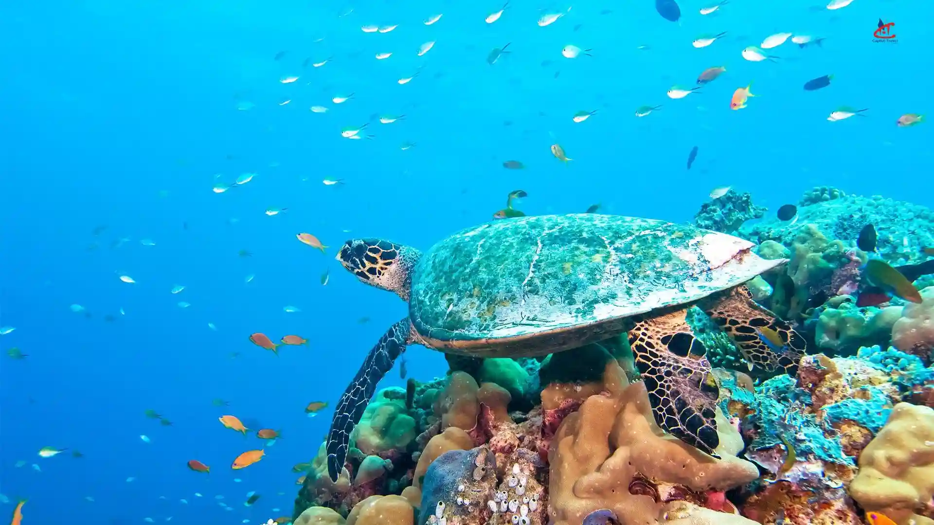 embudu village island resort