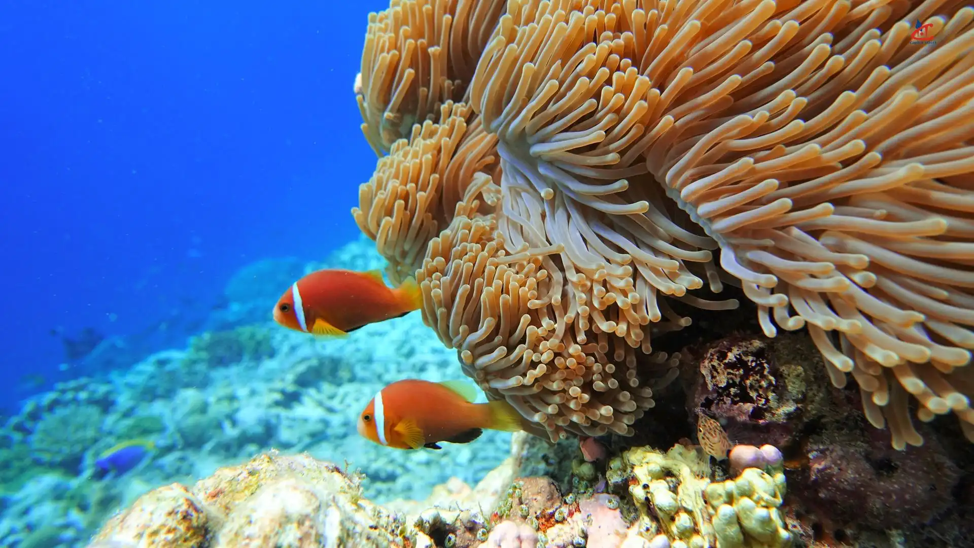 Raffles Maldives Meradhoo Resort Diving