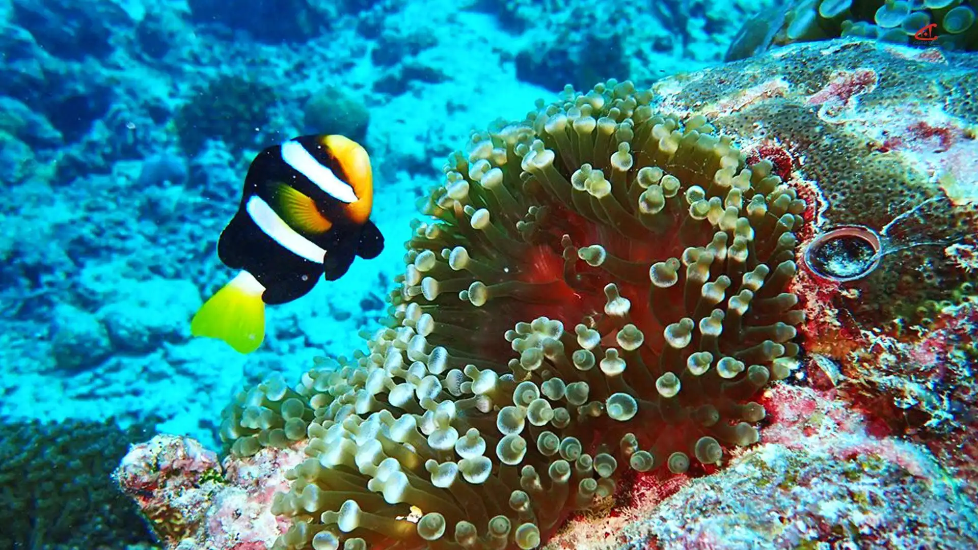 Reethi Faru Resort Diving