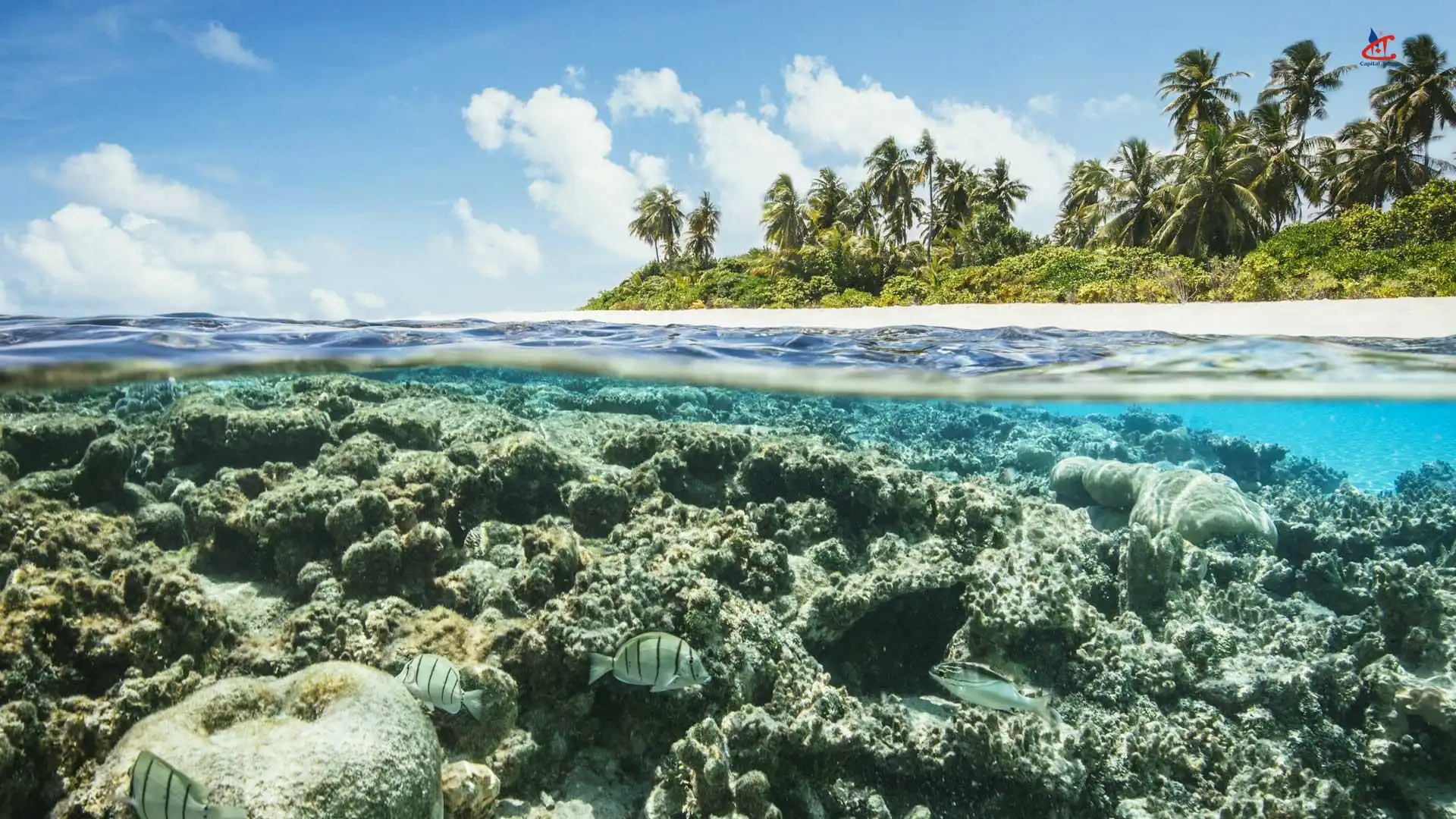 Robinson Club Maldives Snorkeling