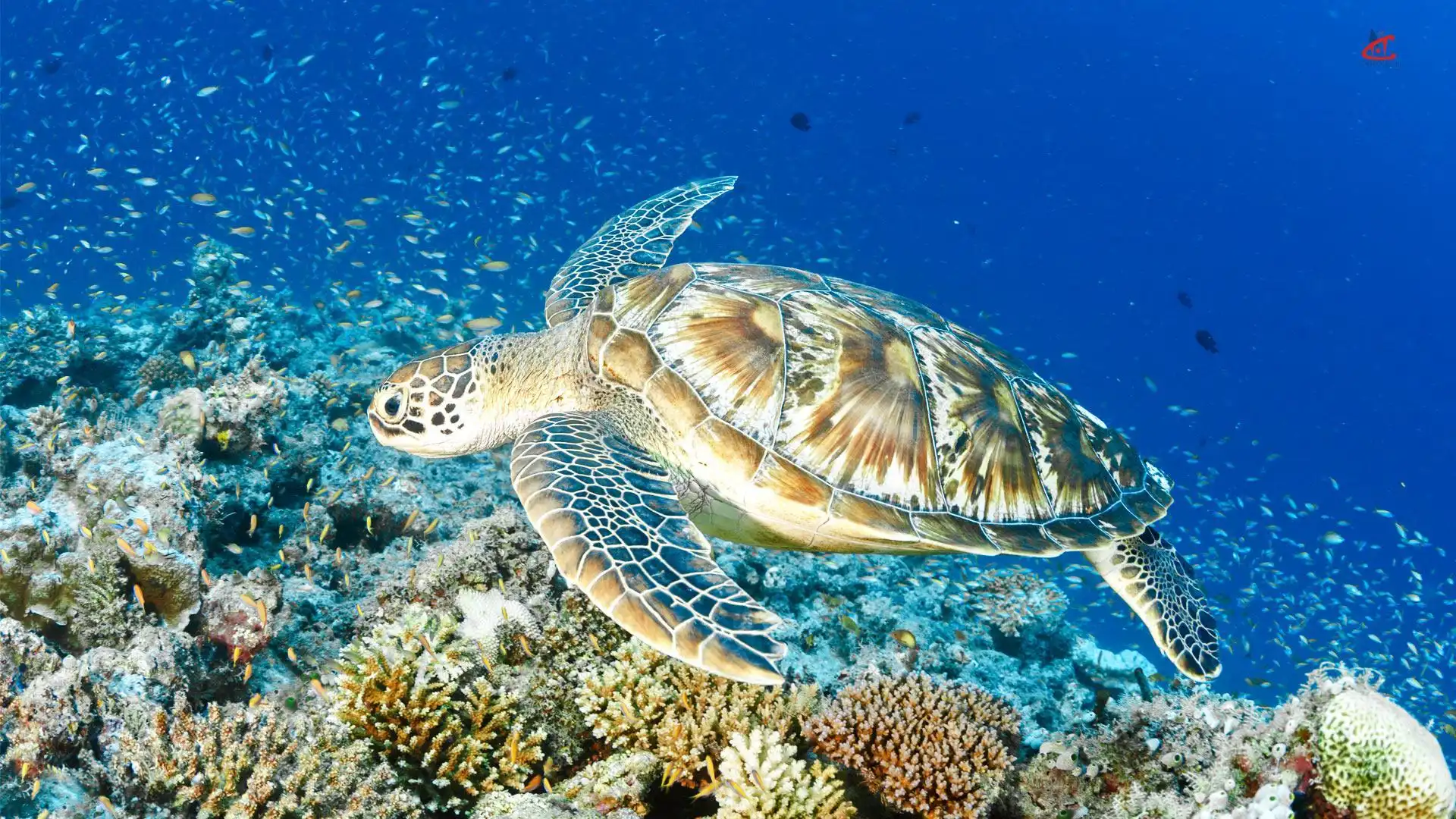 Six Senses Laamu diving