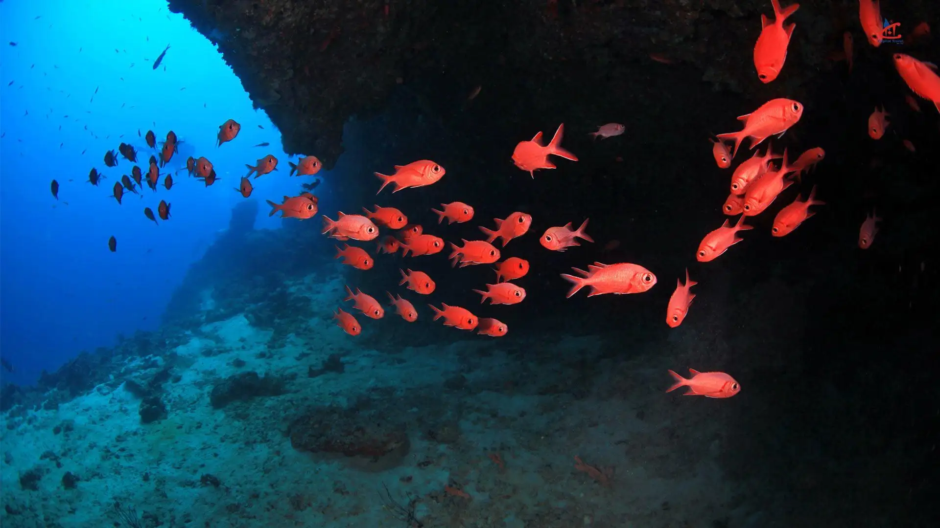 Veligandu Island Resort and Spa Diving