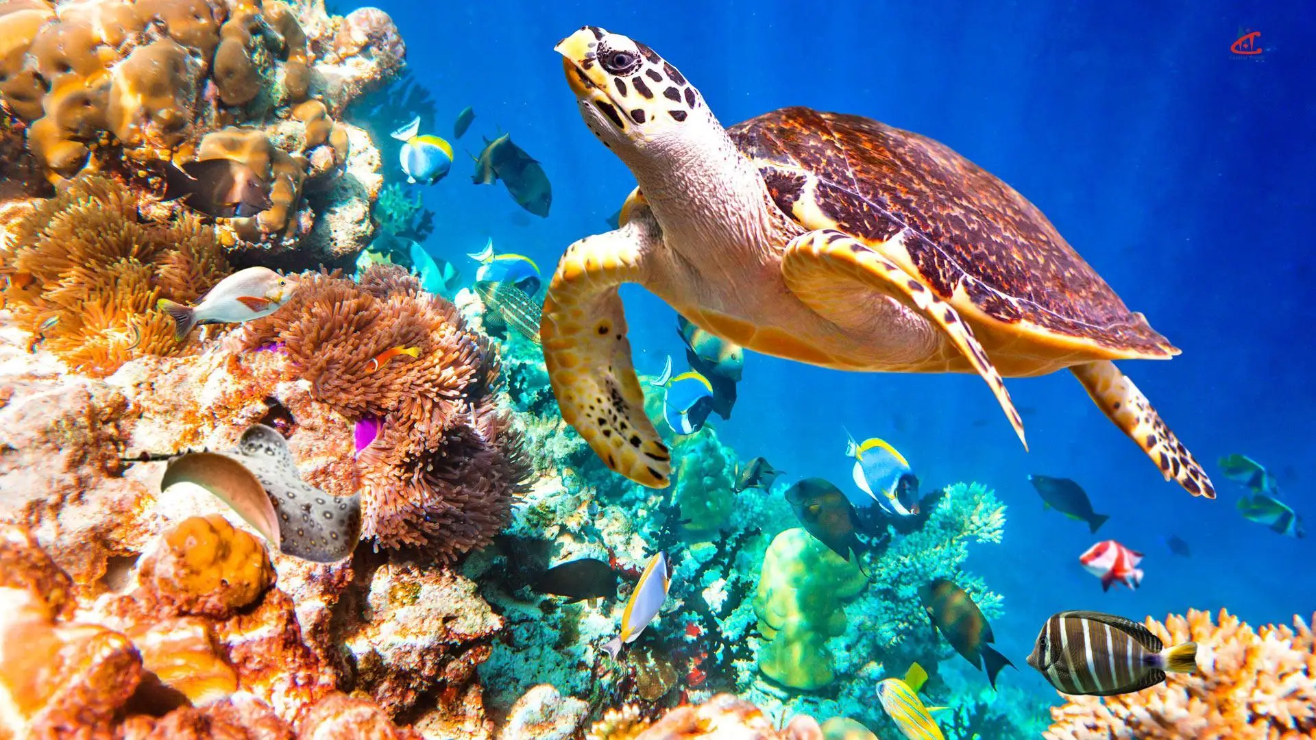 You and Me by Cocoon Maldives Diving