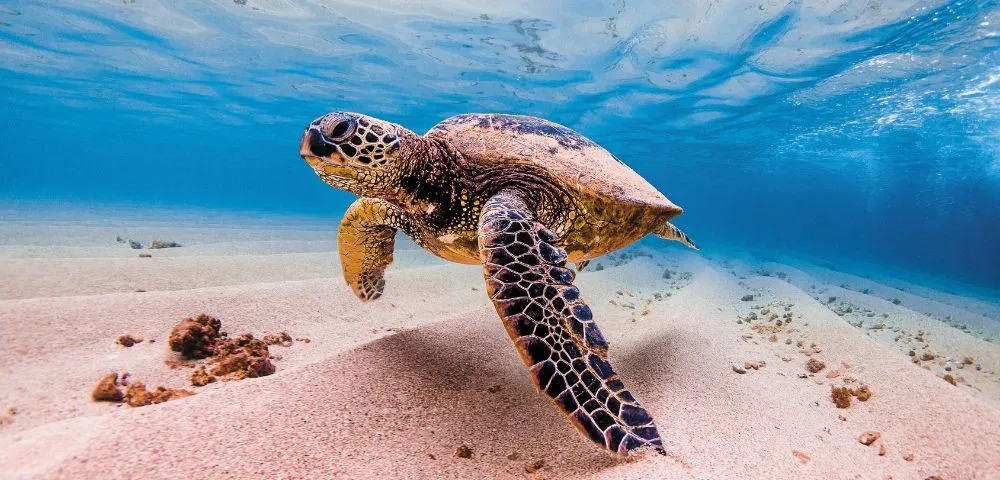 Turtle Snorkeling