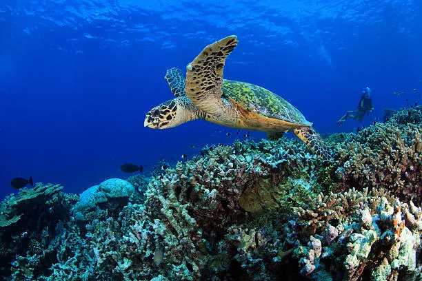 Turtle Snorkeling in Maldives
